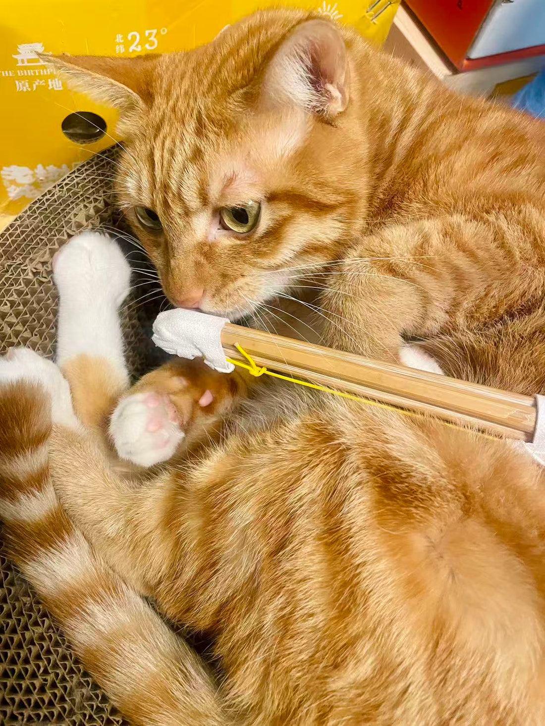 😺Kendoka‘s Cat, the Master of SEME